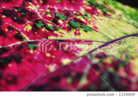 Colorful leaves Colorful leaves 1134809