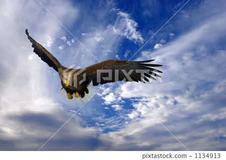 Flight of the Otoro Eagle 1134913