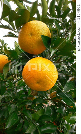 Sweet summer 1134961