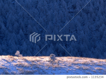 一棵樹 一棵樹 1135234