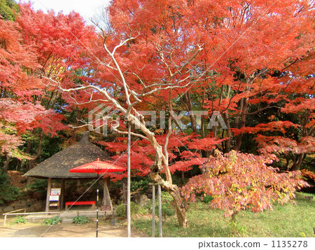 koishikawa kourakuen garden, summer house, bunkyo ward 1135278