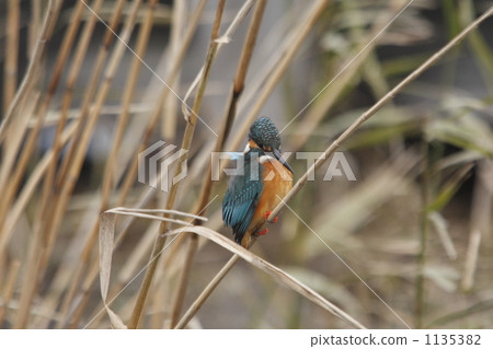 翠鳥 鈷藍色 野生鳥類 1135382