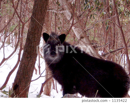 Japanese serow Japanese serow 1135422
