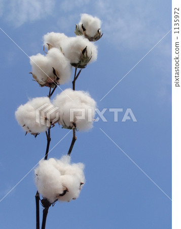 Cotton fruit and blue sky Cotton fruit and blue sky 1135972