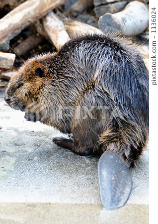beaver, beavers, higashiyama animals and plants garden 1136024