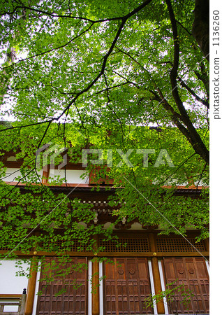 秋天的樹葉 秋天的樹葉 1136260