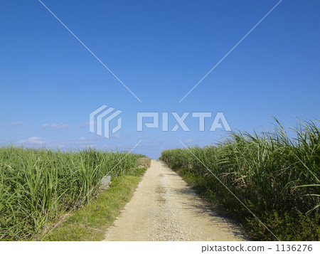 蔗田 波照間島 農圃道 1136276