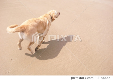 獵犬 毛孩 狗 1136666