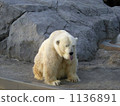 White bear 1136891