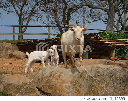 baby goat, mountain goat, zoo 1136893