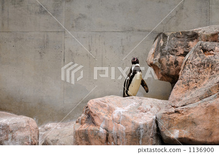 企鵝 岩石 搖滾樂 1136900