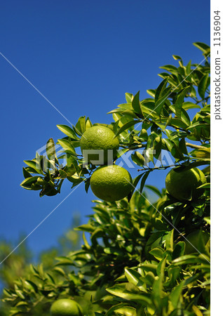 麥肯橙色 柑桔 柑橘 1136904