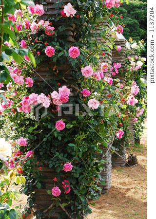rose vine, rose, roses 1137204