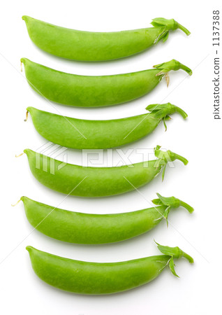 豌豆 豌豆 1137388