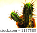 Cacti (accessories) 1137585