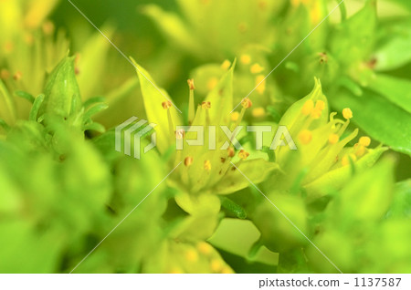 整年都是草 1137587