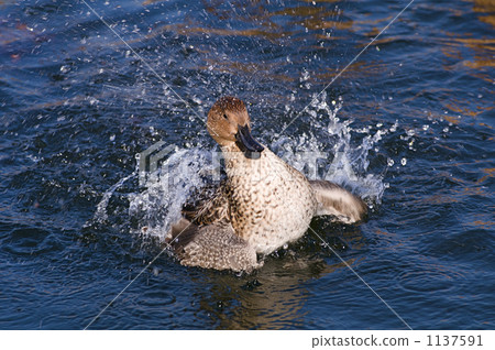 Duck and splash Duck and splash 1137591