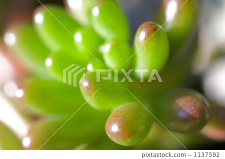 Up of Sedum 1137592
