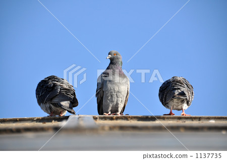 The dove on the roof stretches his neck 1137735