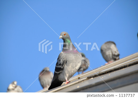 I can see a dove on the roof 1137737