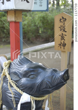 sign of the hog, twelfth sign of the chinese zodiac, hachiman shrine 1137739