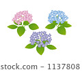 Hydrangea 1137808