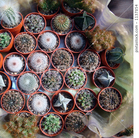 迷你·仙人掌系列 1137854