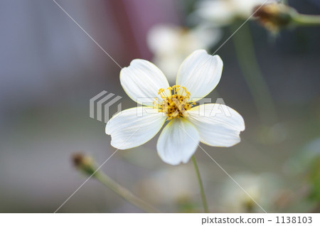 Winter Cosmos 1138103
