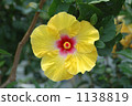 Hibiscus 1138819