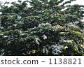 Yamabashi 1138821