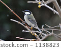 Great tit 1138823
