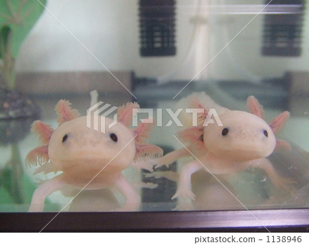 兩個朋友wooper looper 1138946