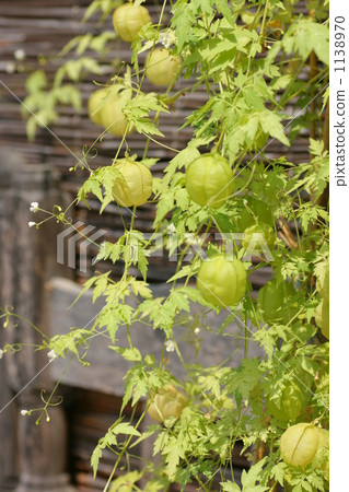 富森克魯茲 1138970