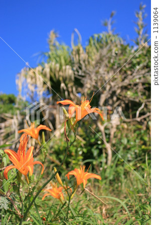 Nokanzu's flower 1139064