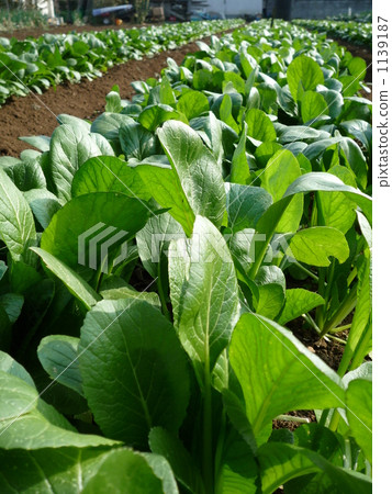 Komatsuna crop field 1139187