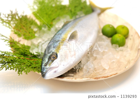 Buri is a surviving fish, this size is called Tsubasu. 1139293