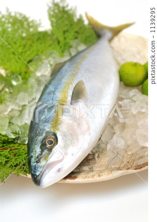 Buri is a surviving fish, this size is called Tsubasu. 1139295