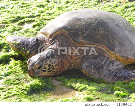 Sea turtle rest ~ diet 1139462