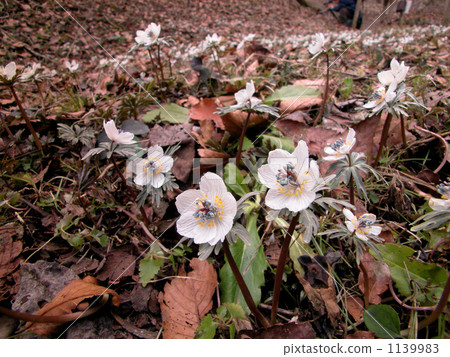 節分草 棲息地 分草 1139983