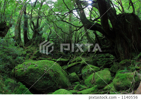 Yakushima Mononoke's forest 1140556
