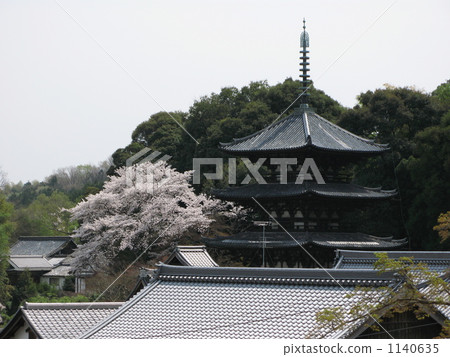 櫻花 櫻花 1140635