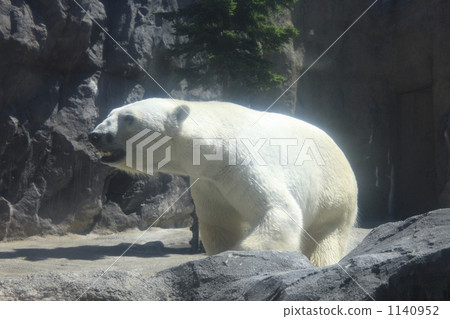 Arctic bear of Asahiyama Zoo 1140952