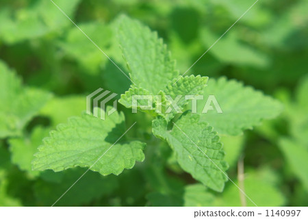 Cat mint 1140997