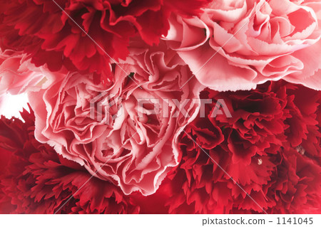Carnation  1141045