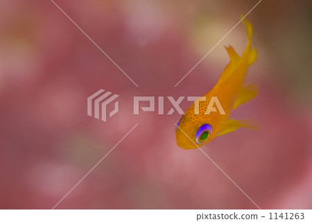 Swallow's Hanidai Young Fish 3 Swallow's Hanidai Young Fish 3 1141263