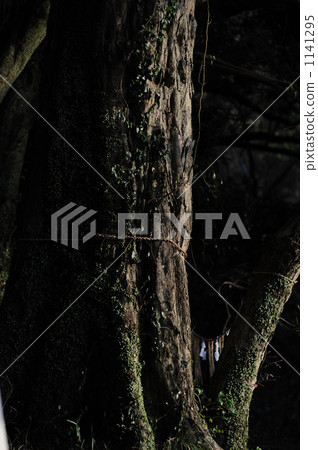 神木 樹木 樹 1141295