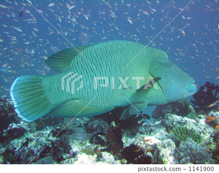 拿破崙魚 拿破崙魚 1141900