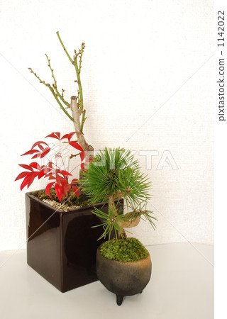 Bonsai pine and plum 1142022