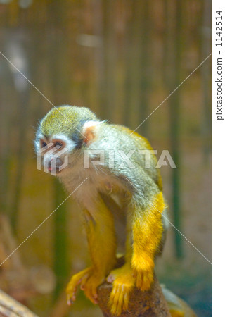 A monkey A monkey 1142514