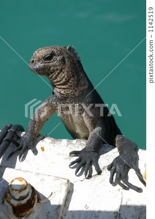 Umiguana起來了 1142519